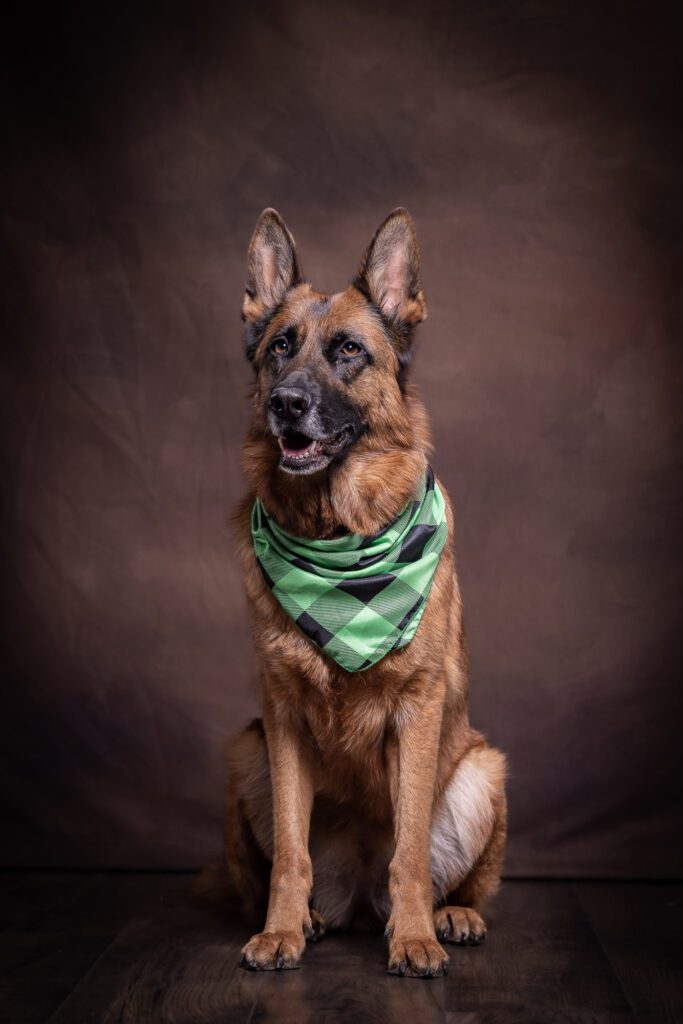 St. Patrick's Day Photos with a dog