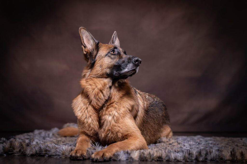 Hyde Park Pet Portrait