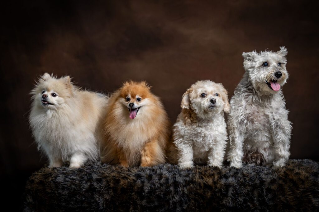 Hyde Park Chicago Pet Photographer