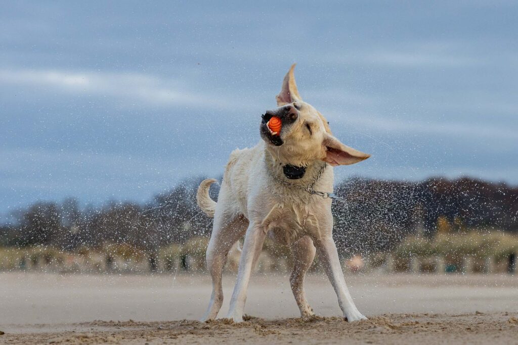 Chicago Pet Photographer