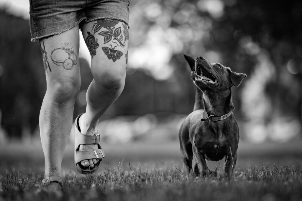 Dog Photographer in Chicago