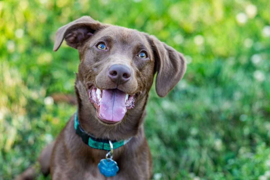 Dog Photographer in Chicago