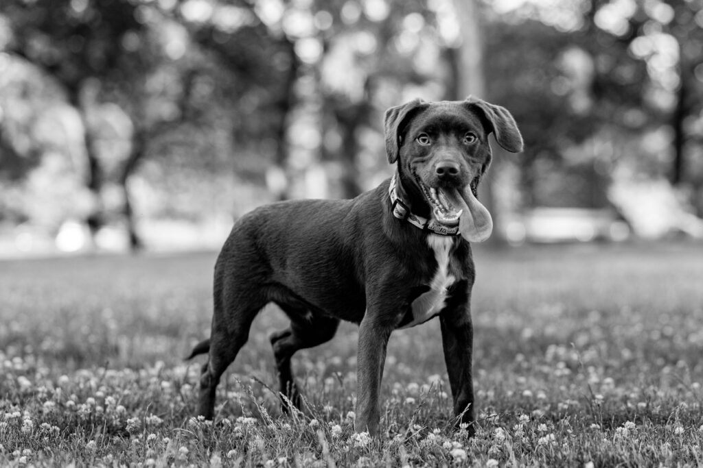 Dog Photographer in Chicago
