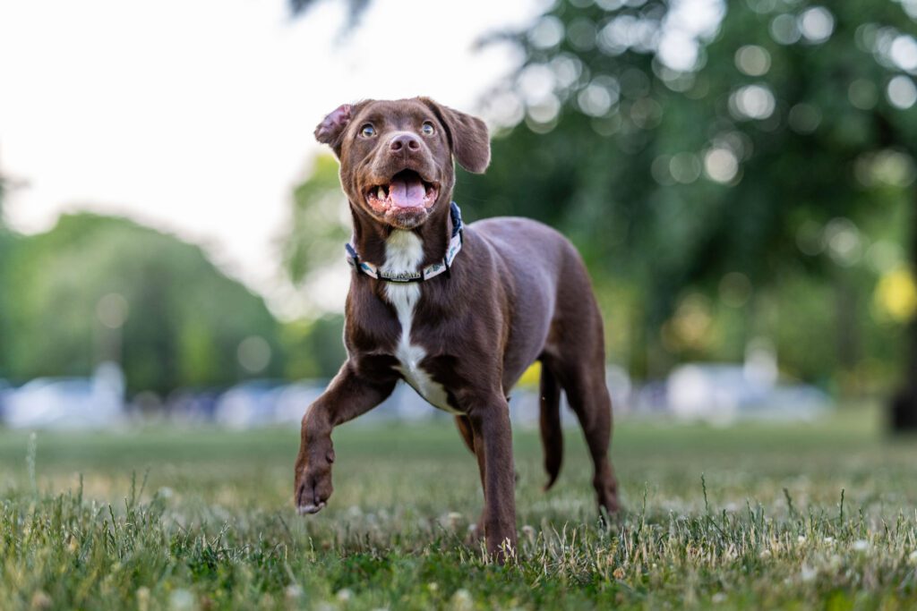 Dog Photographer in Chicago