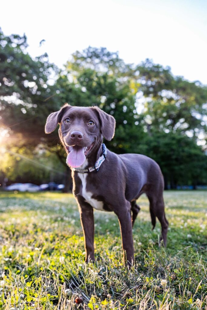 Dog Photographer in Chicago