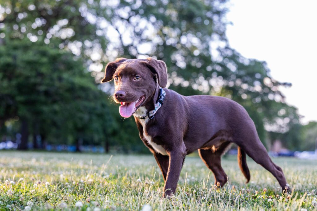 Dog Photographer in Chicago