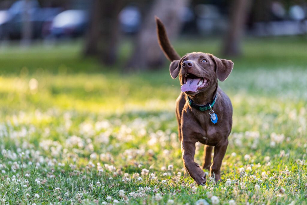 Dog Photographer in Chicago