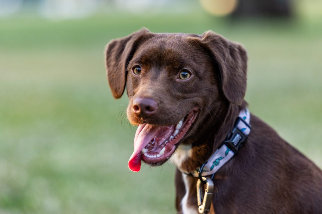 Dog Photographer in Chicago