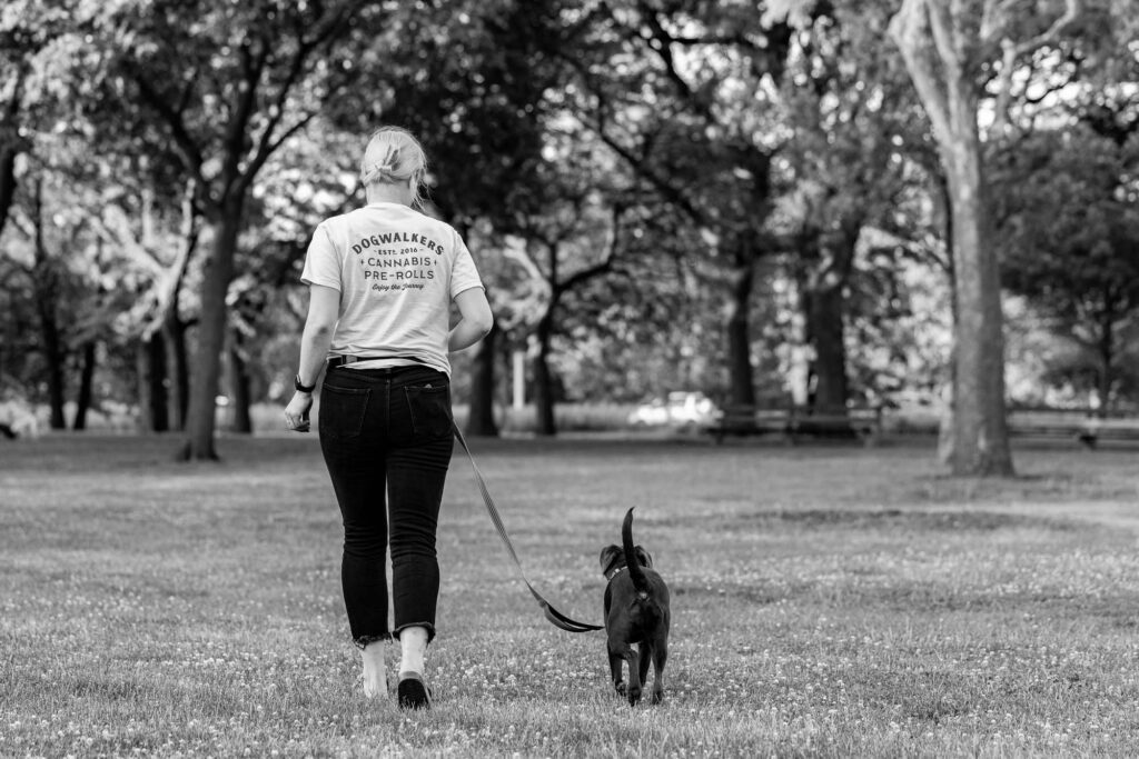 Dog Photographer in Chicago