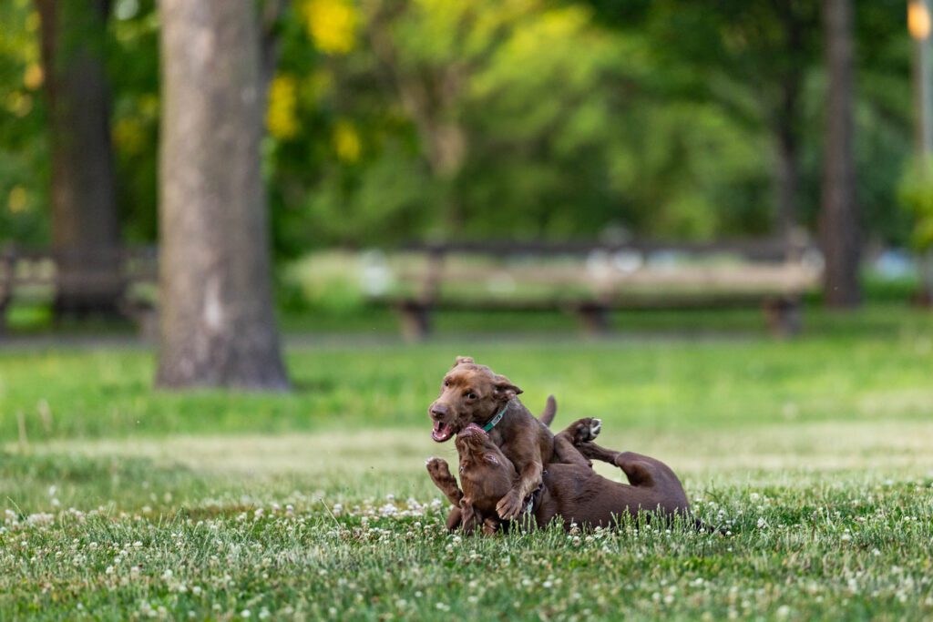 Dog Photographer in Chicago