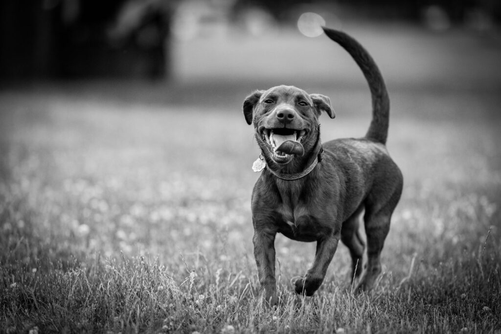Dog Photographer in Chicago