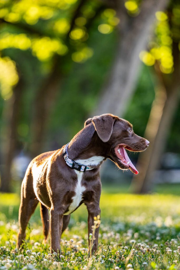 Dog Photographer in Chicago