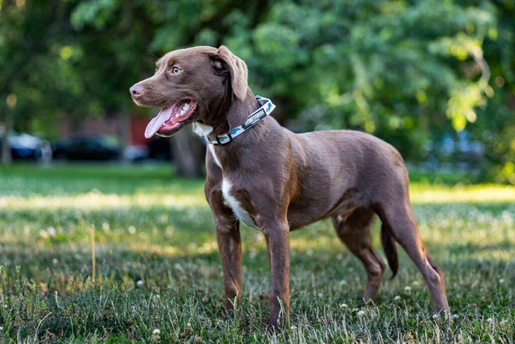 Dog Photographer in Chicago