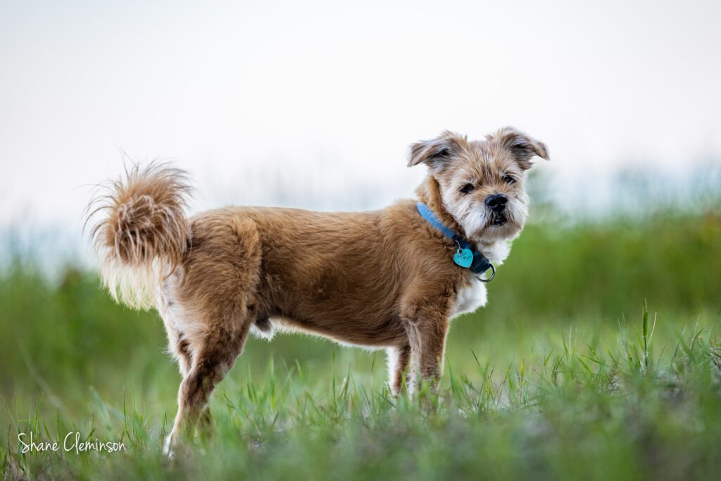 Chicago Dog Photographer