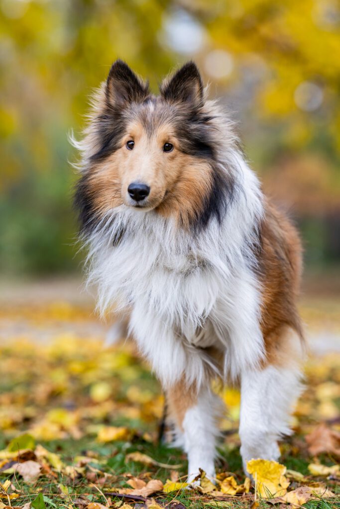 Chicago Pet Photographer