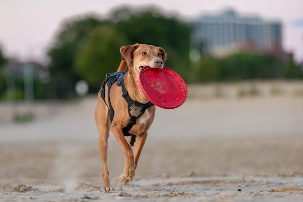 Montrose Dog Beach Photos Chicago dogs at play