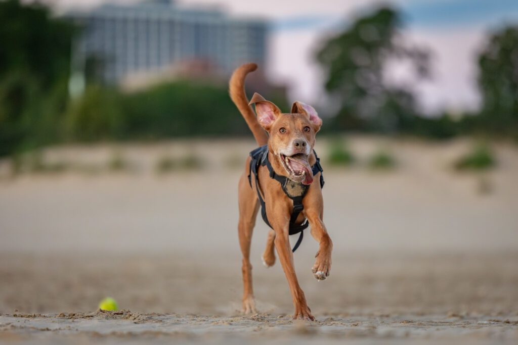 Montrose Dog Beach Photos Chicago dogs at play