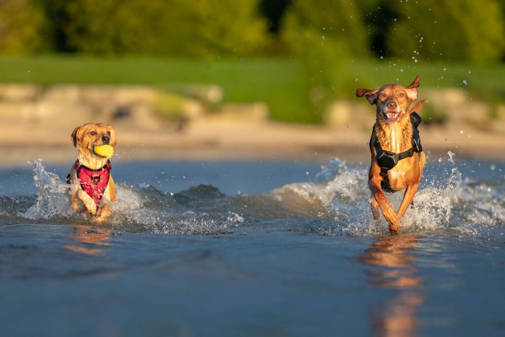 Montrose Dog Beach Photos Chicago dogs at play