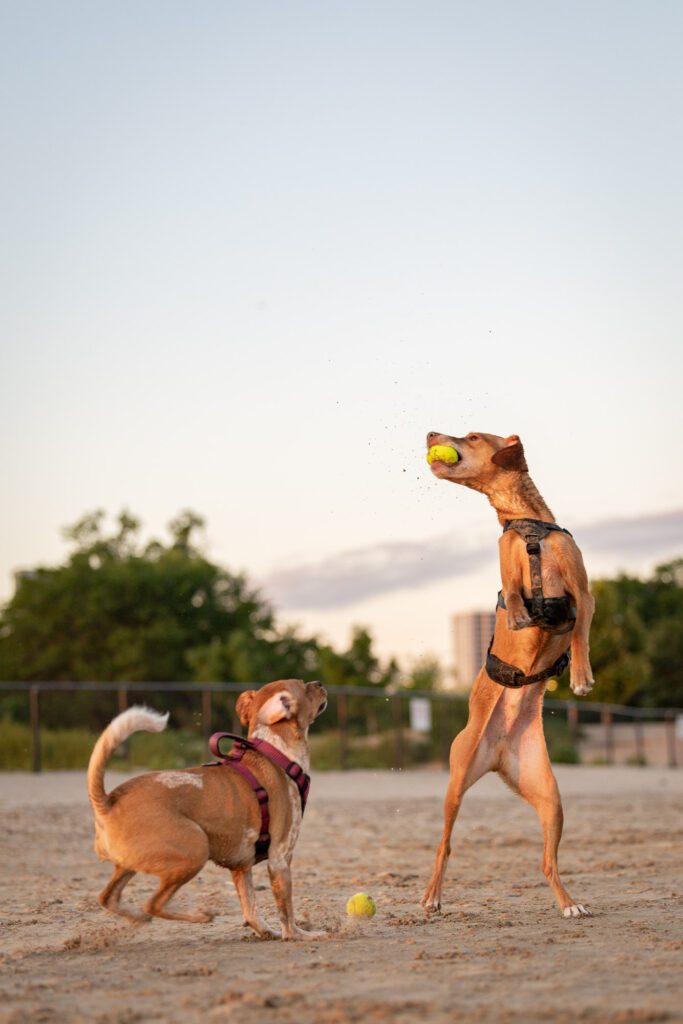 Montrose Dog Beach Photos Chicago dogs at play