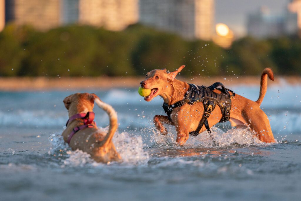 Montrose Dog Beach Photos Chicago dogs at play