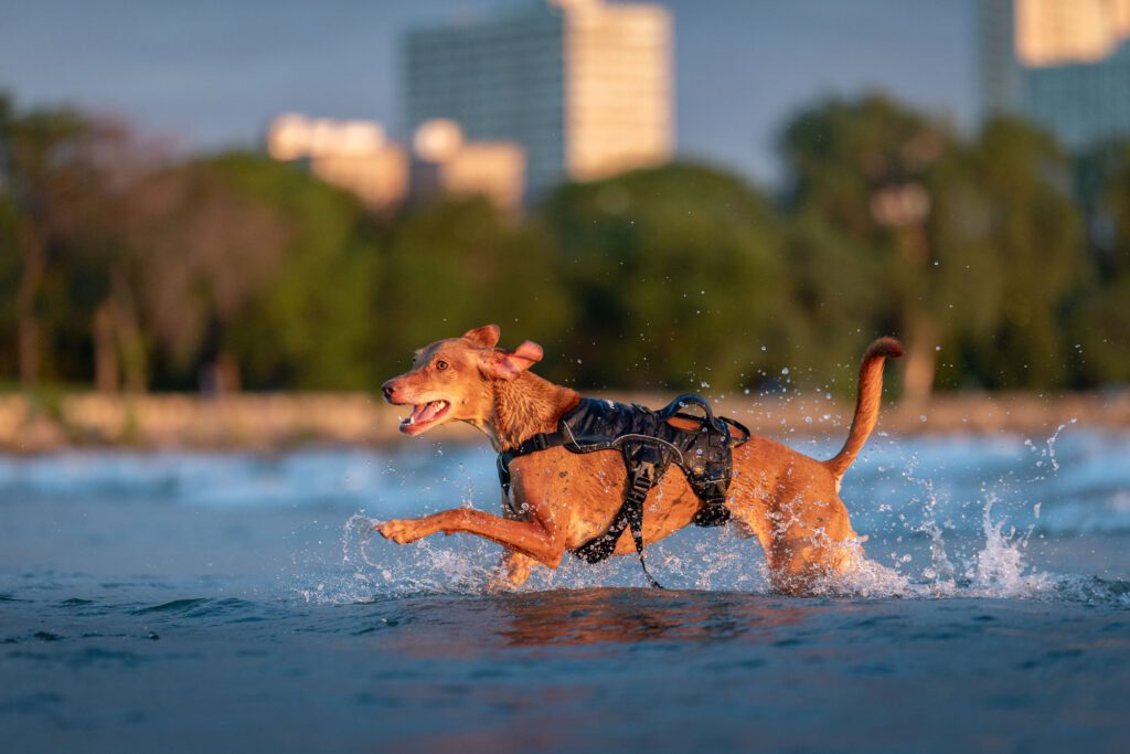 Montrose Dog Beach Photos Chicago dogs at play