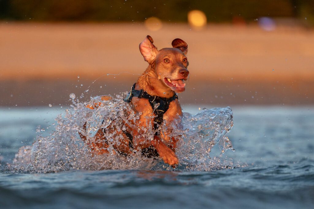 Montrose Dog Beach Photos Chicago dogs at play - splashing in the water