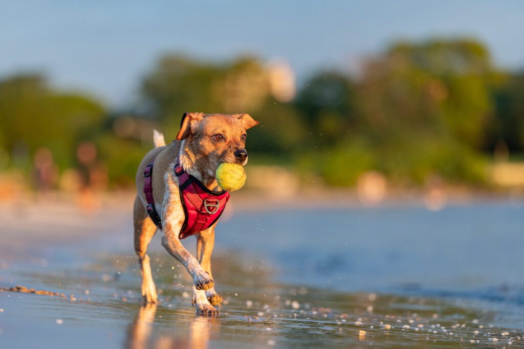 Montrose Dog Beach Photos Chicago dogs at play
