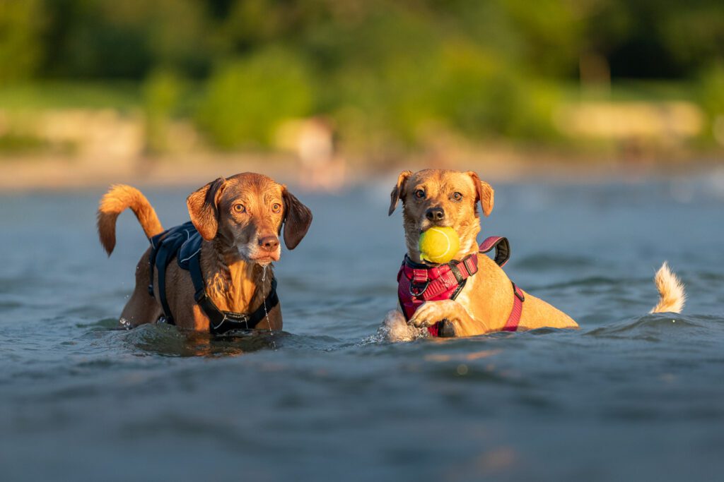 Montrose Dog Beach Photos Chicago dogs at play