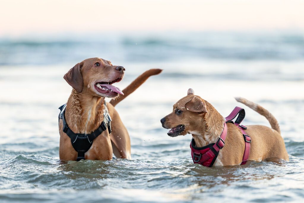 Montrose Dog Beach Photos Chicago dogs at play