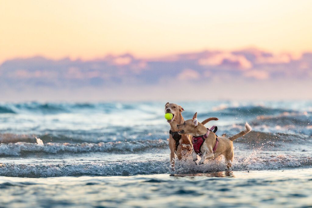 Montrose Dog Beach Photos Chicago dogs at play